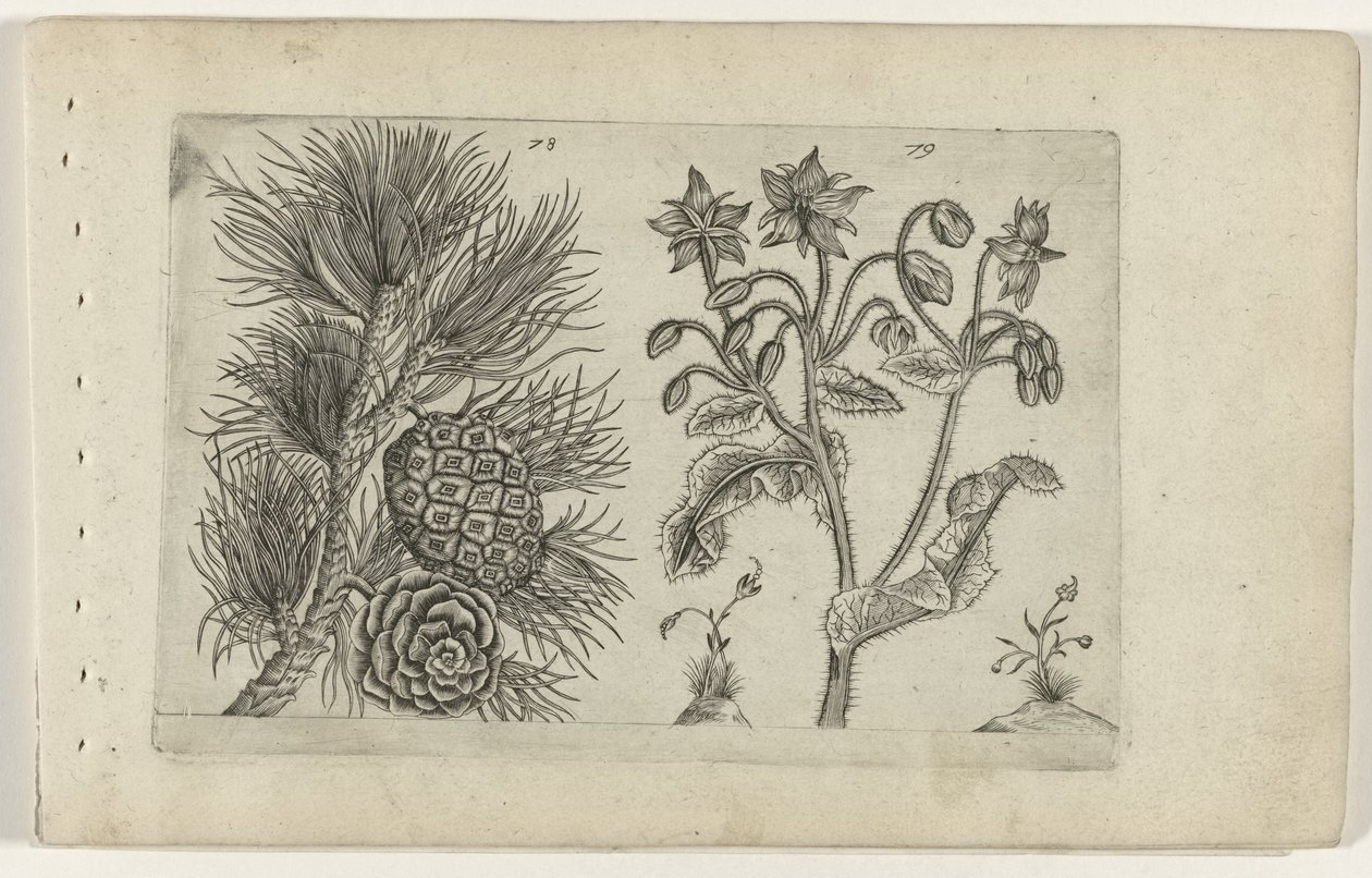 Pino Selvatico e Borragine da Crispijn van de Passe (I) (attributed to)