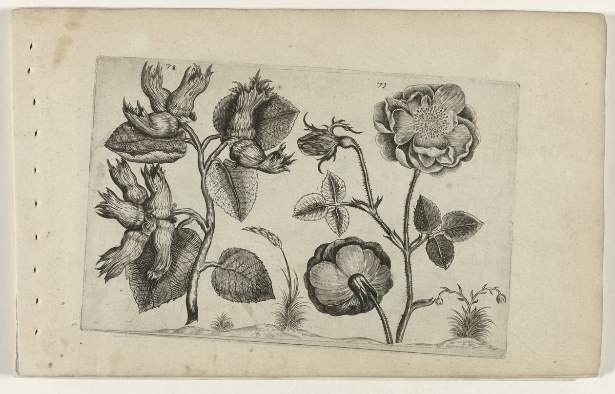 Nocciolo e rosa da Crispijn van de Passe (I) (attributed to)