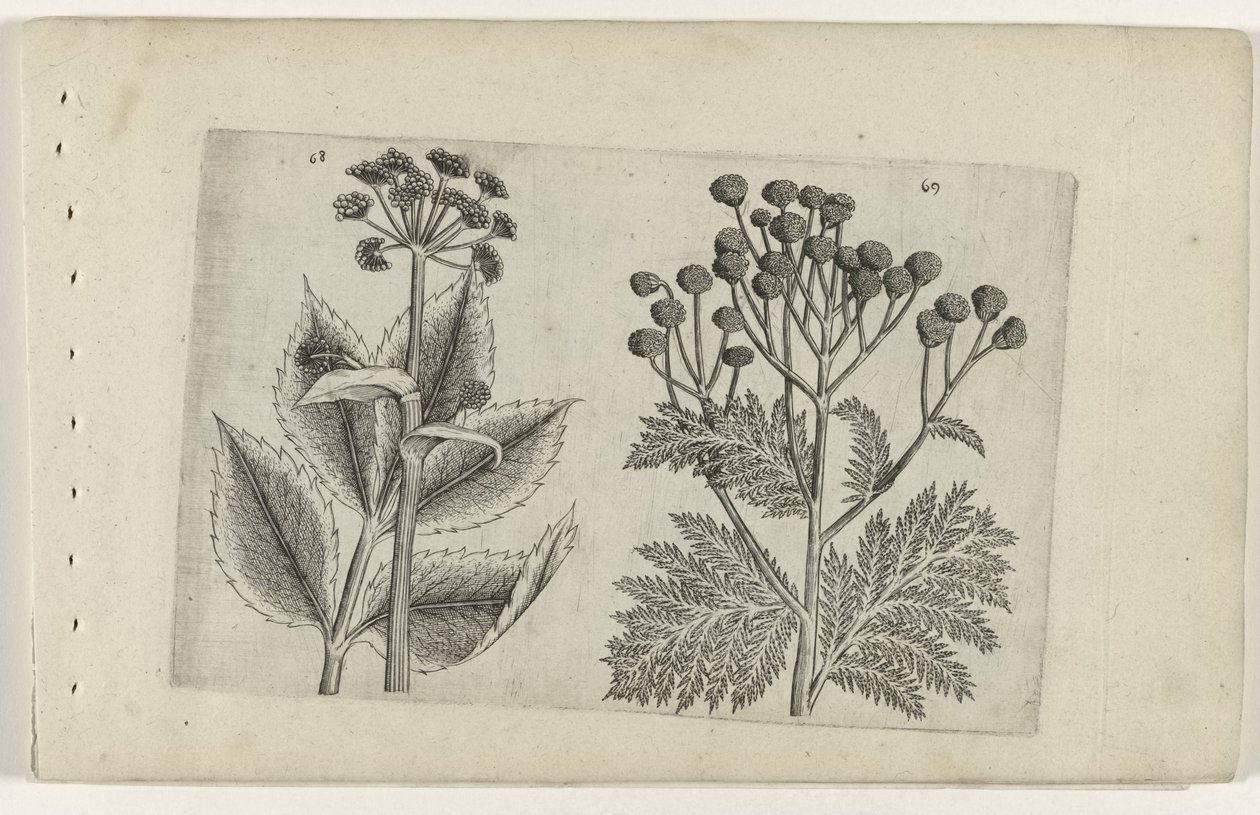 Radice di cuore e tanaceto (Cognoscite lilia) da Crispijn van de Passe (I) (attributed to)