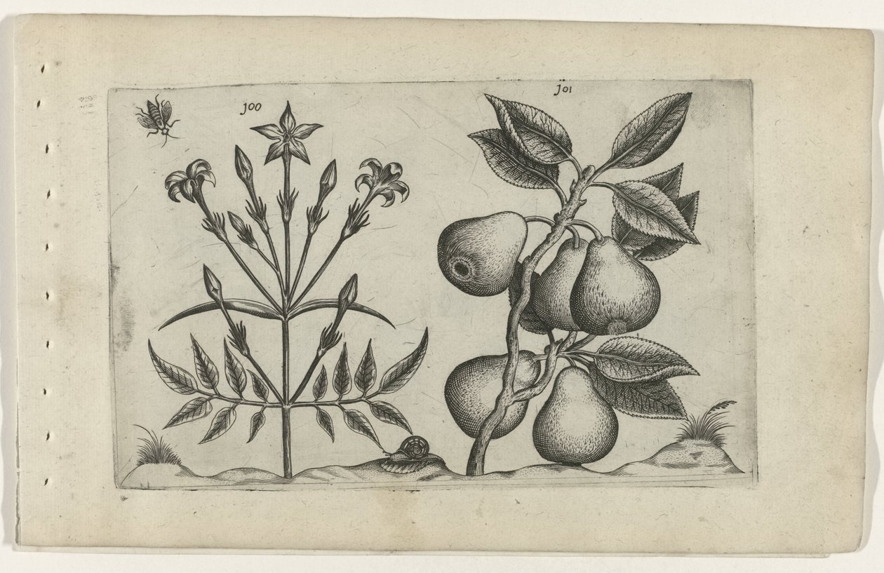 Gelsomino e pera da Crispijn van de Passe (I) (attributed to)