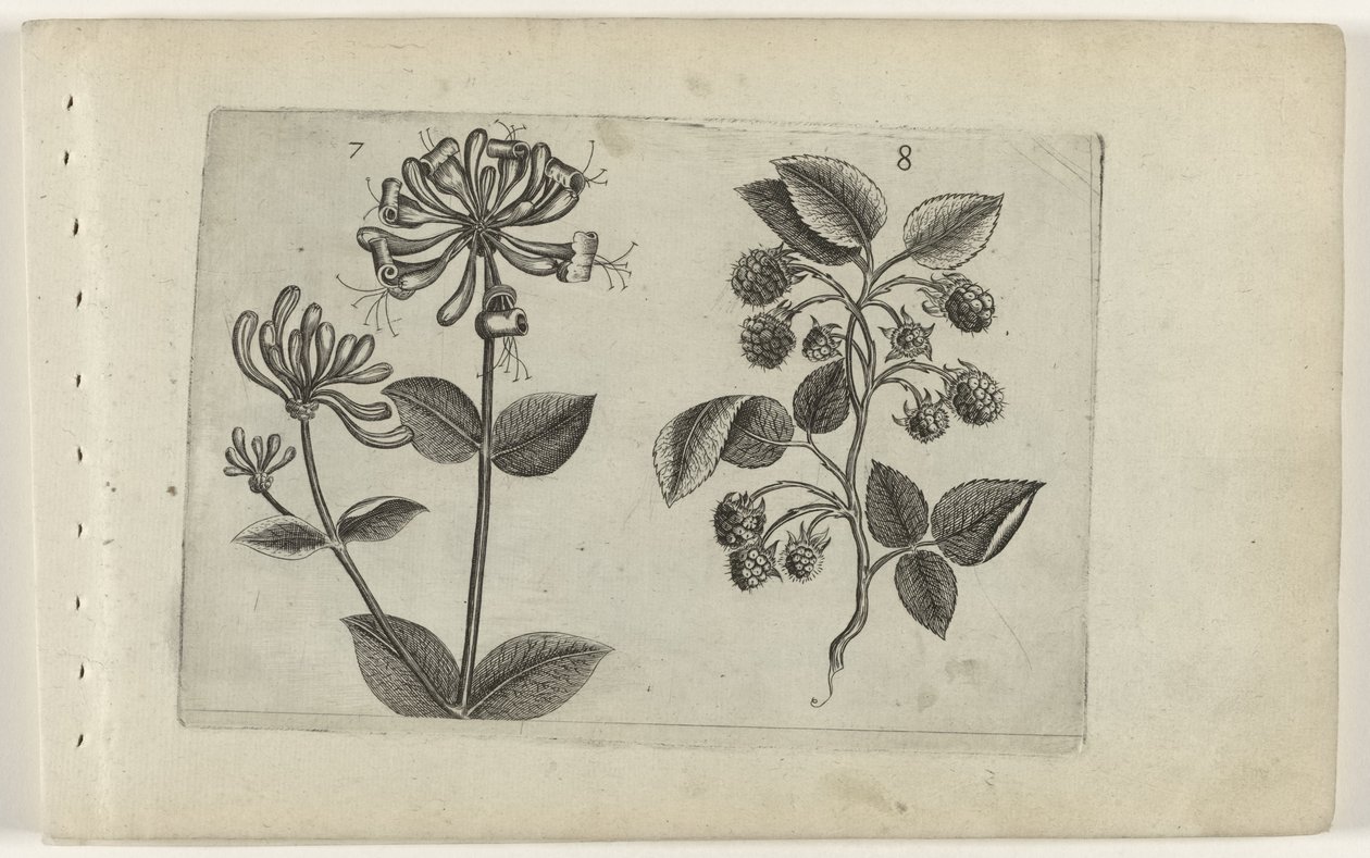 Caprifoglio e lampone da Crispijn van de Passe (I) (attributed to)