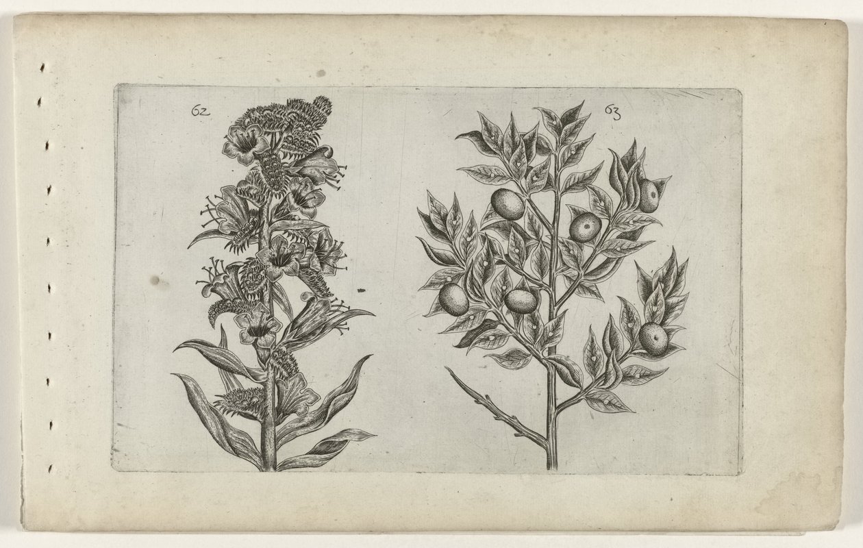 Camedrio e pungitopo da Crispijn van de Passe (I) (attributed to)