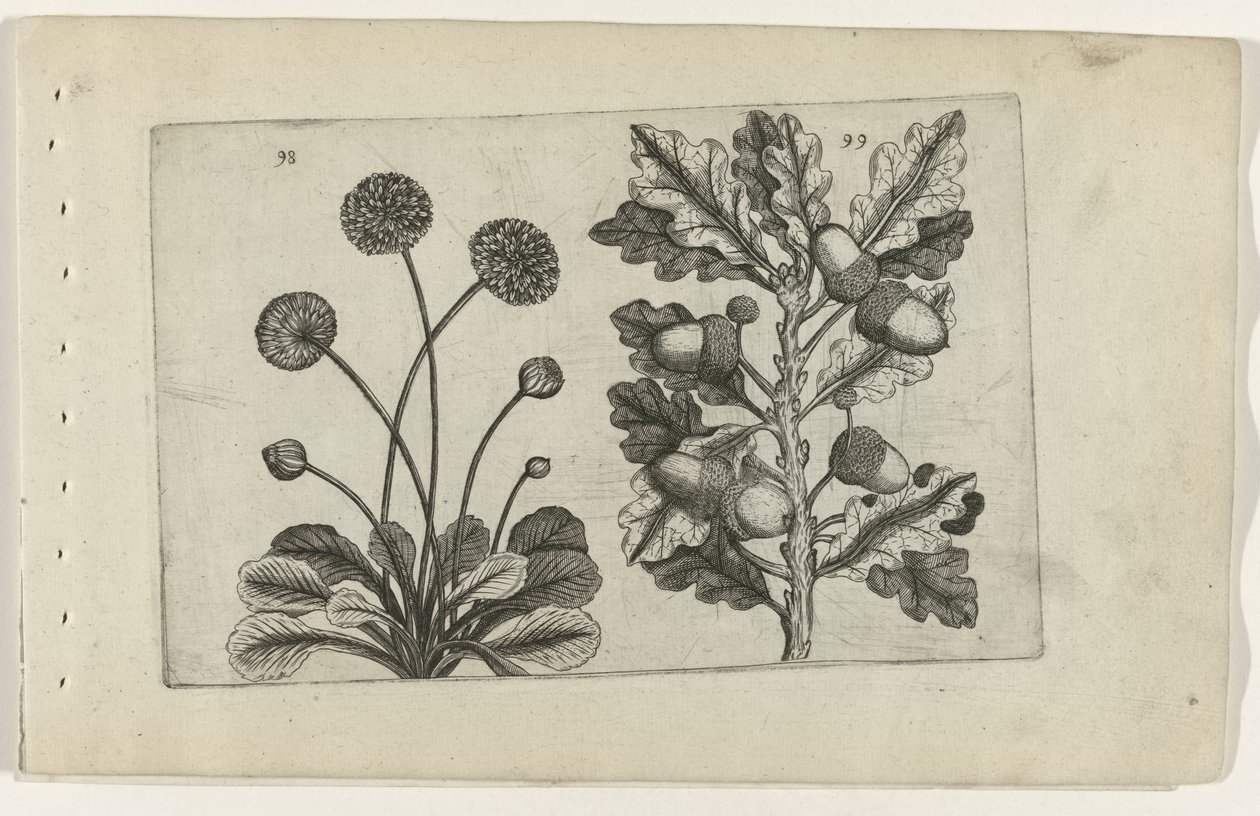 Margherita e quercia estiva da Crispijn van de Passe (I) (attributed to)