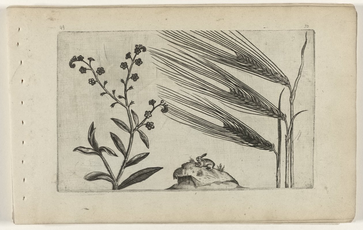 Non-ti-scordar-di-me di Palude e Orzo da Crispijn van de Passe (I) (attributed to)