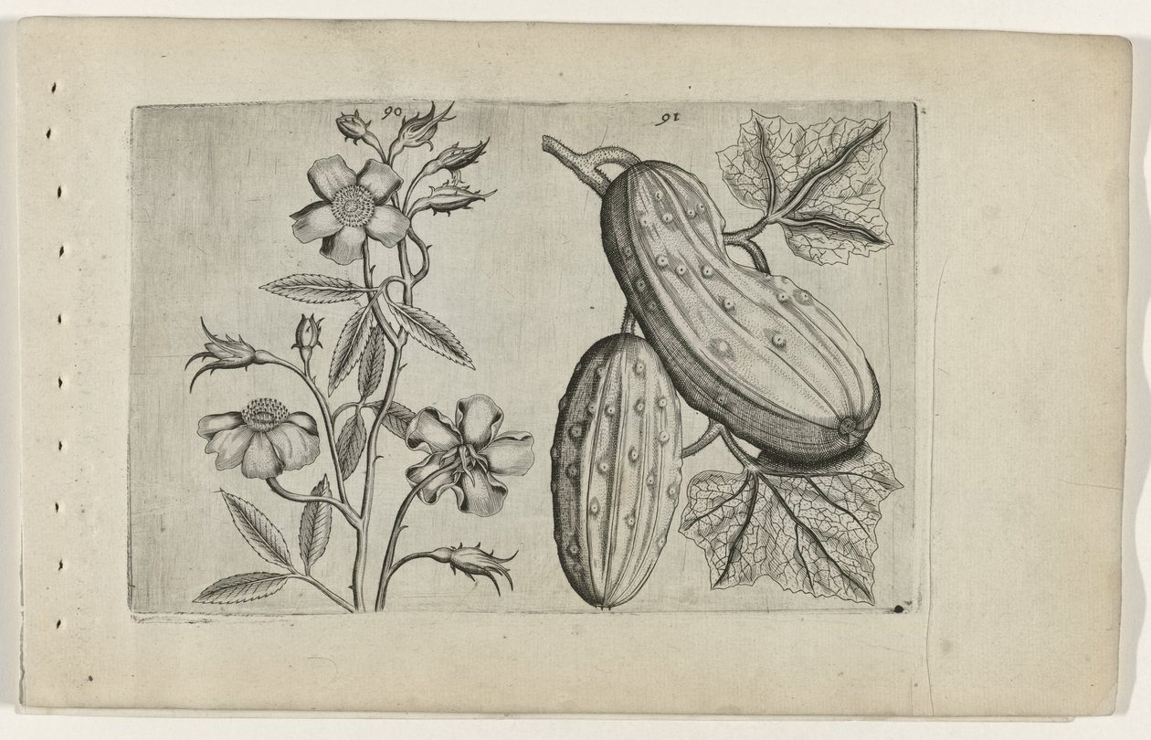 Rosa muschiata e cetriolo da Crispijn van de Passe (I) (attributed to)