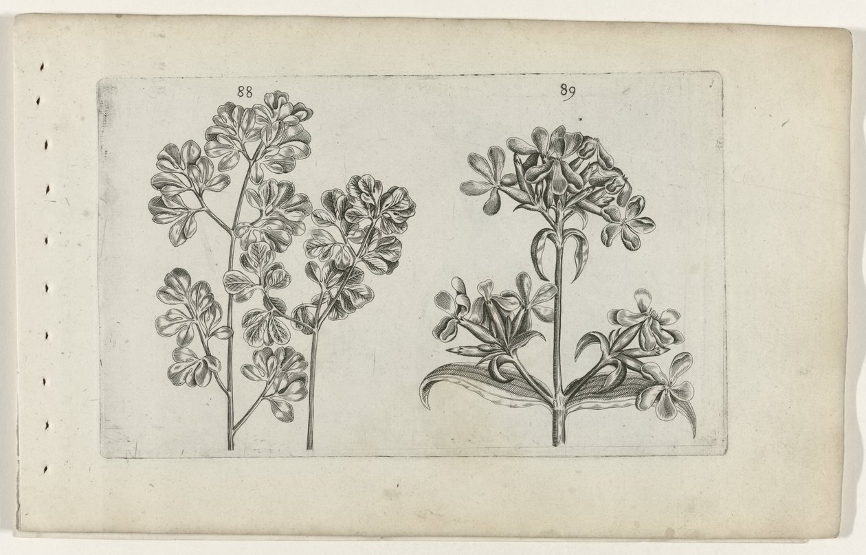 Felce murale e saponaria da Crispijn van de Passe (I) (attributed to)