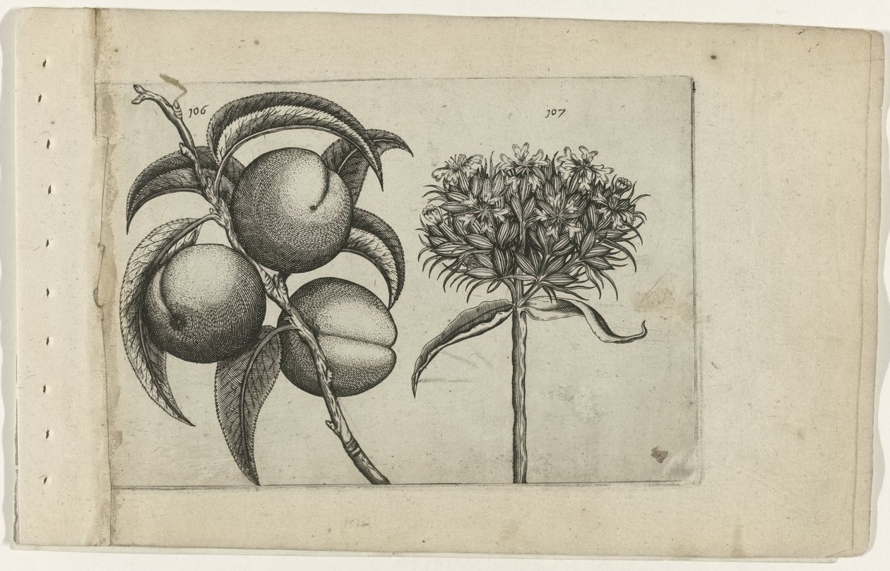 Pesca e amore ardente (Cognoscite lilia) da Crispijn van de Passe (I) (attributed to)