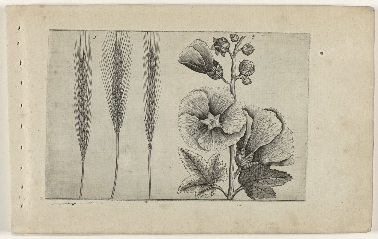 Segale e malvarosa da Crispijn van de Passe (I) (attributed to)