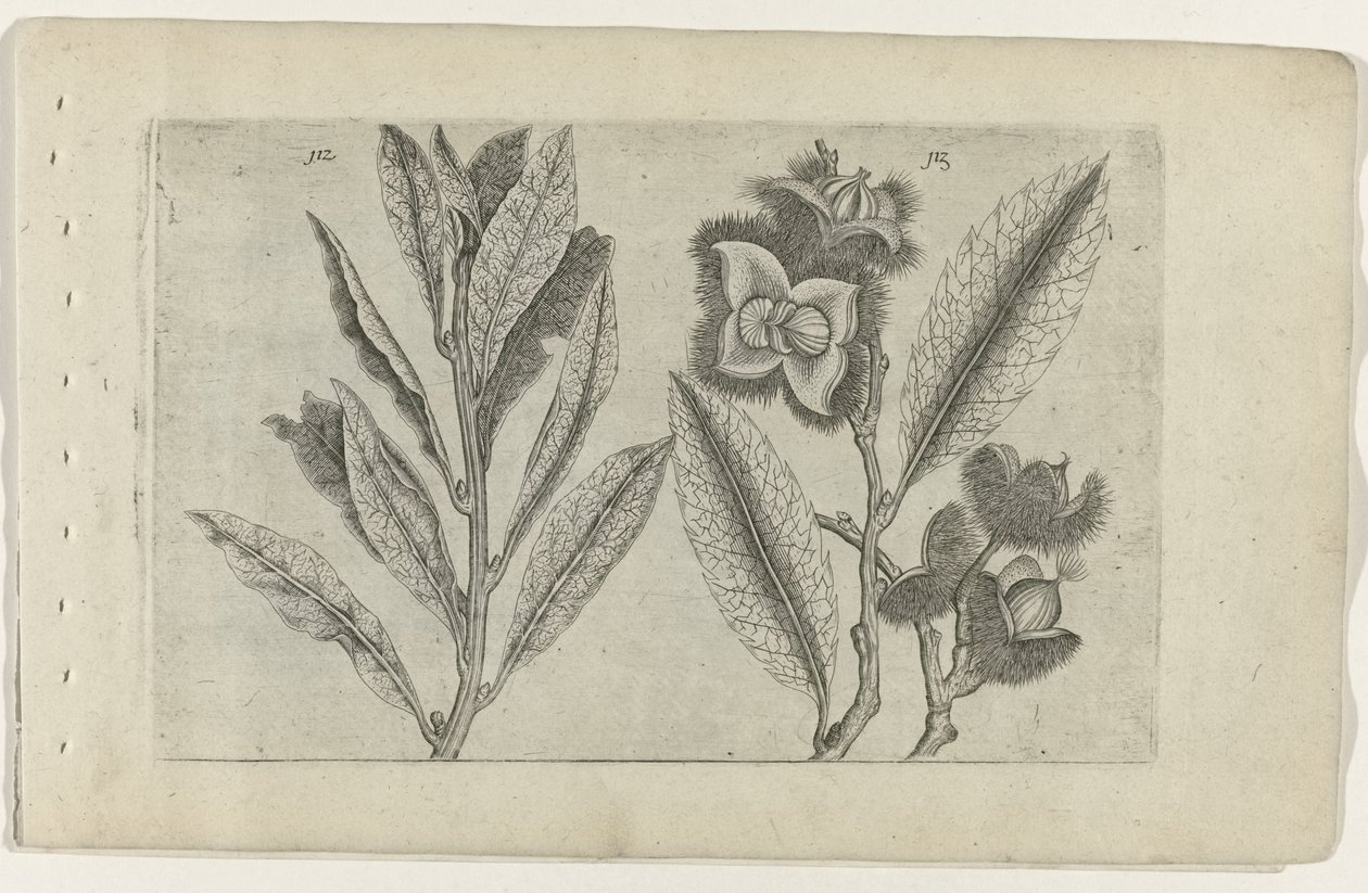 Salvia e castagna dolce da Crispijn van de Passe (I) (attributed to)