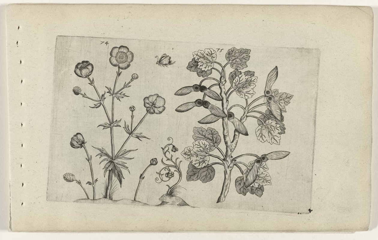Ranuncolo affilato e acero di campo (serie Cognoscite lilia) da Crispijn van de Passe (I) (attributed to)