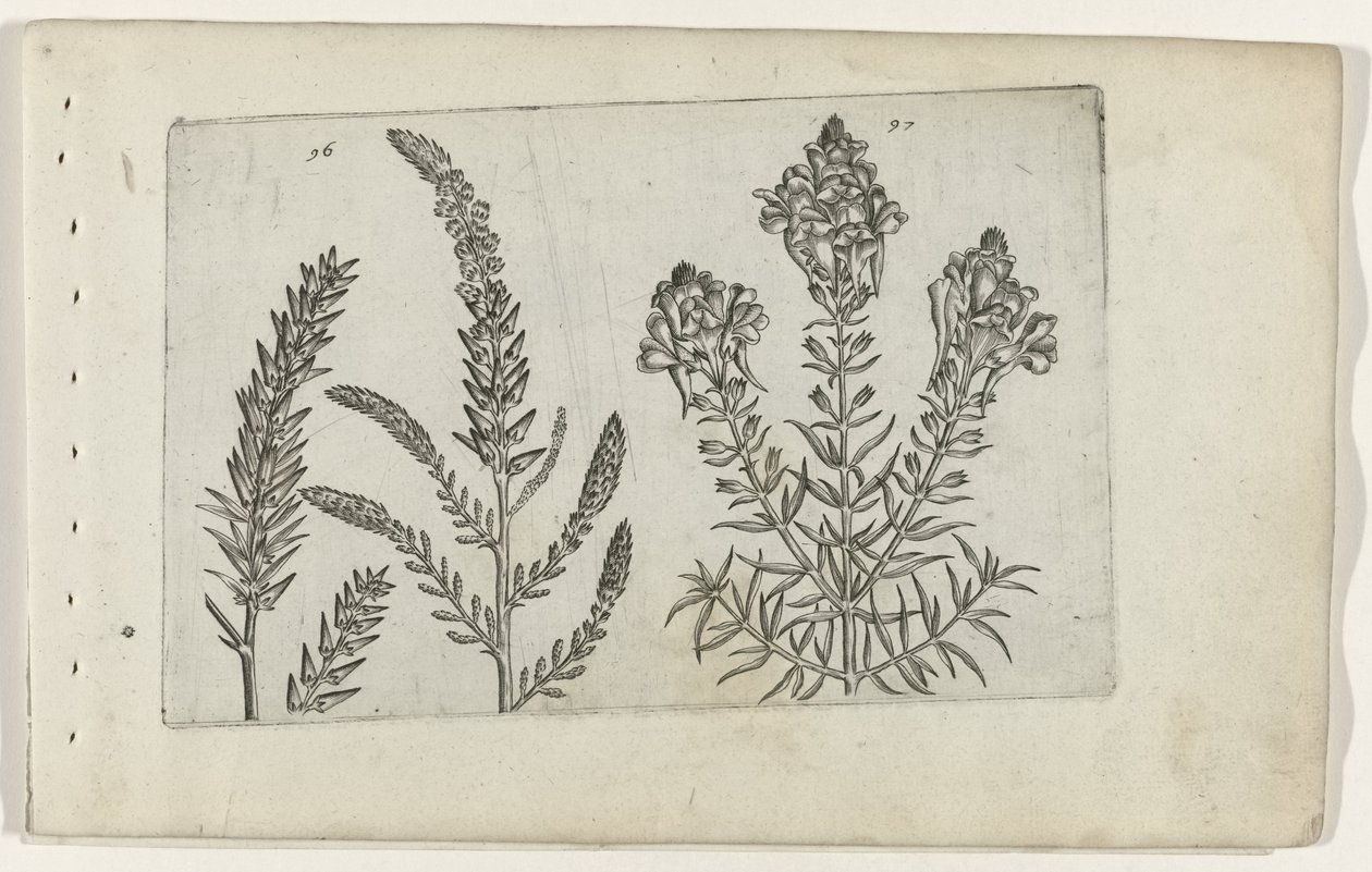 Tamerice e Linaria da Crispijn van de Passe (I) (attributed to)