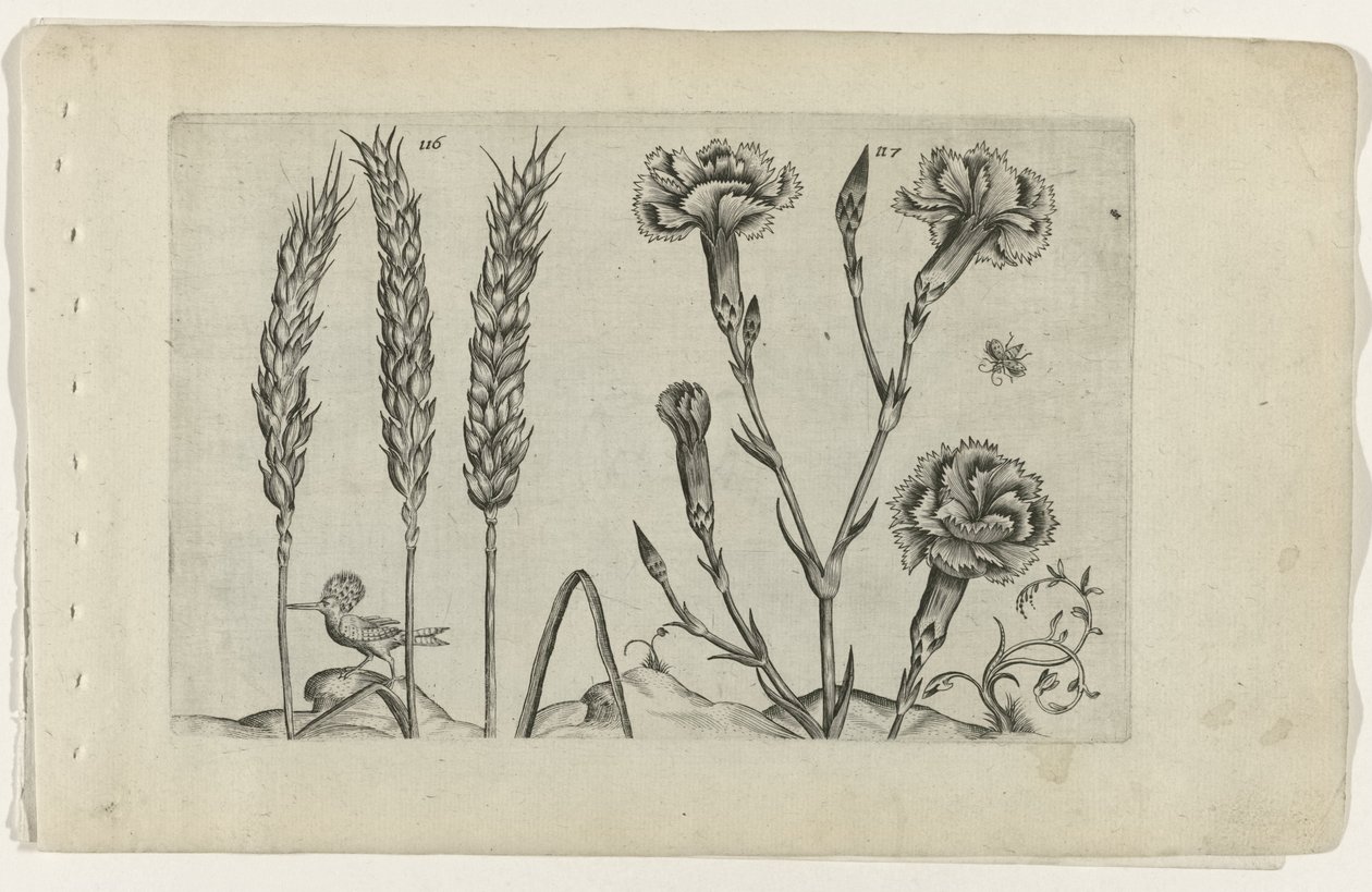 Grano e garofano da Crispijn van de Passe (I) (attributed to)