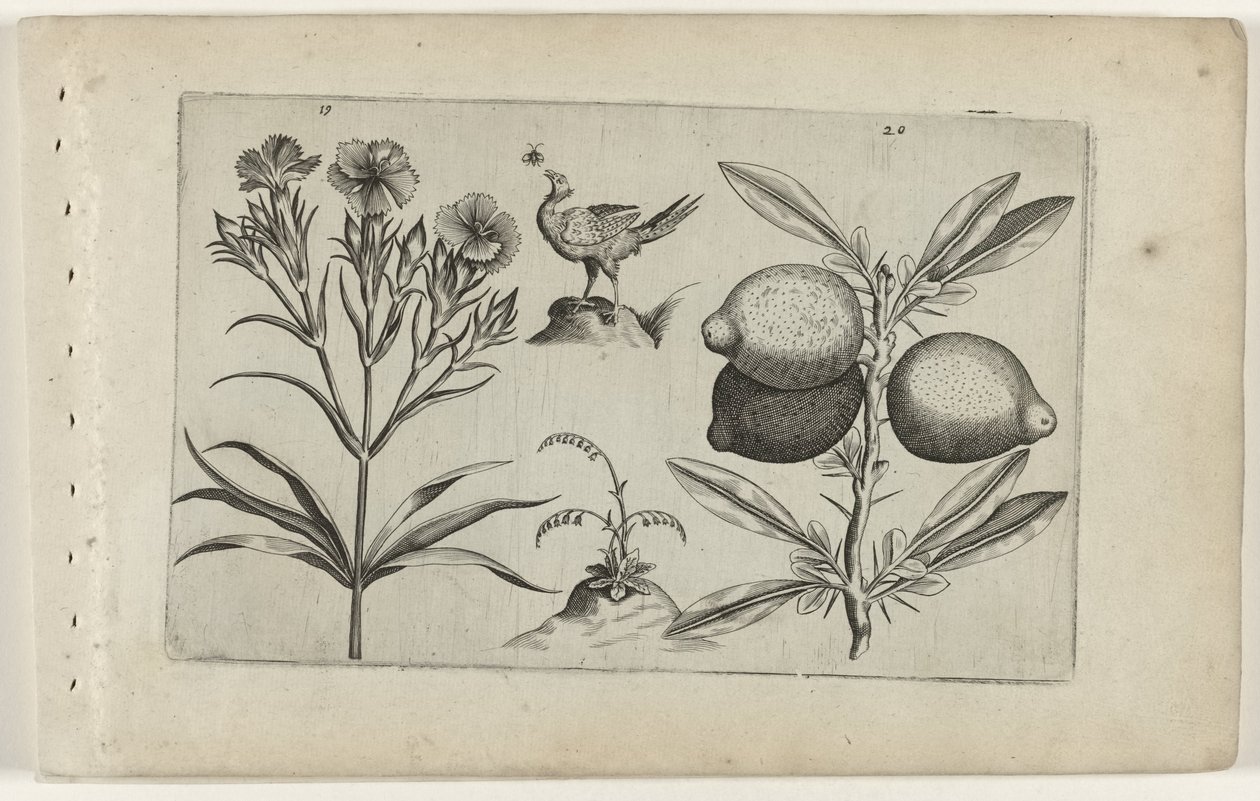 Garofano e limone da Crispijn van de Passe (I) (attributed to)