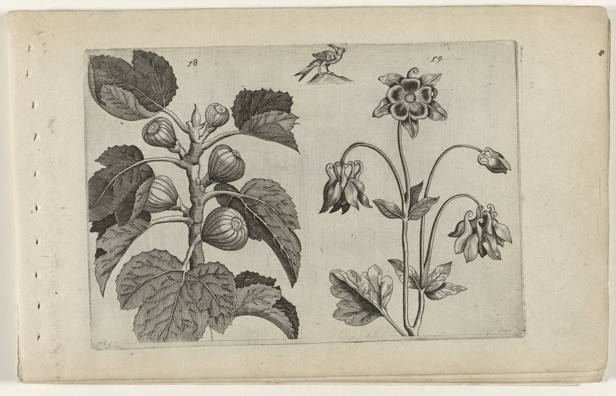 Fico e aquilegia selvatica da Crispijn van de Passe (I) (attributed to)
