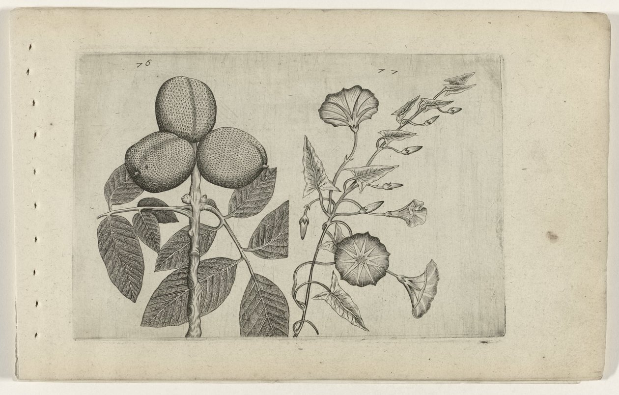 Noce e convolvolo Cognoscite lilia (serie) da Crispijn van de Passe (I) (attributed to)
