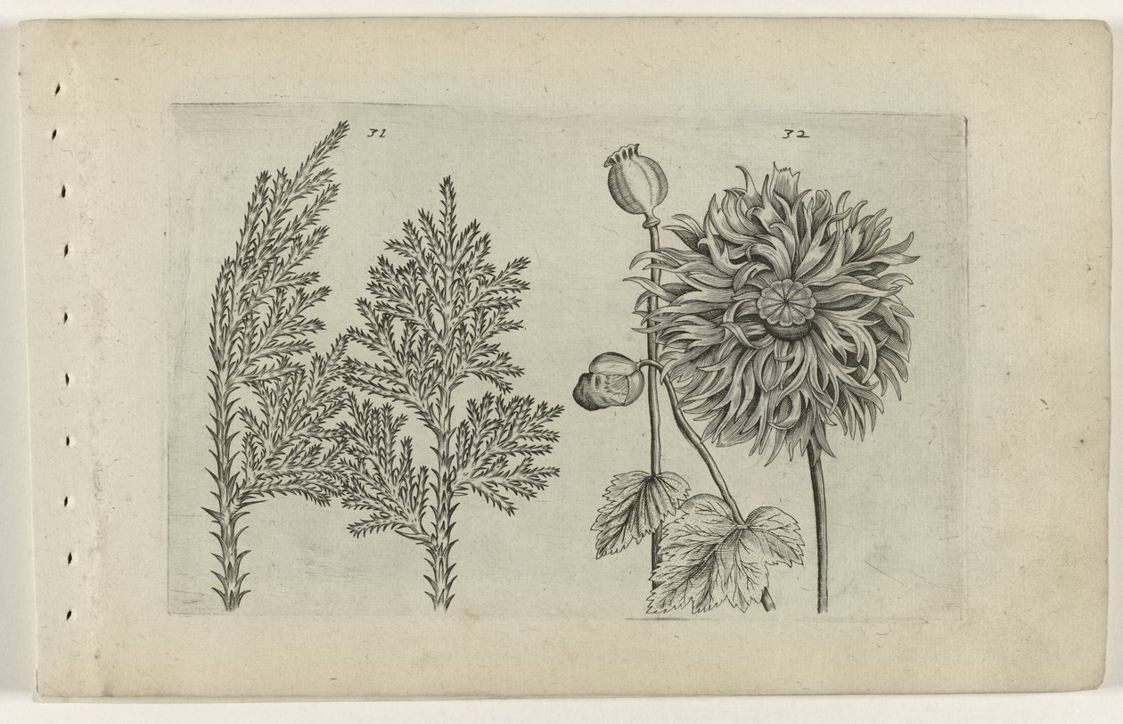 Albero dei sette e papavero (serie Cognoscite lilia) da Crispijn van de Passe (I) (attributed to)
