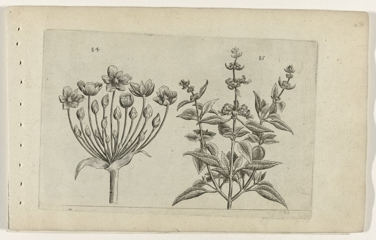 Fiore di cigno e salvia a piccoli fiori (serie Cognoscite lilia) da Crispijn van de Passe (I) (attributed to)