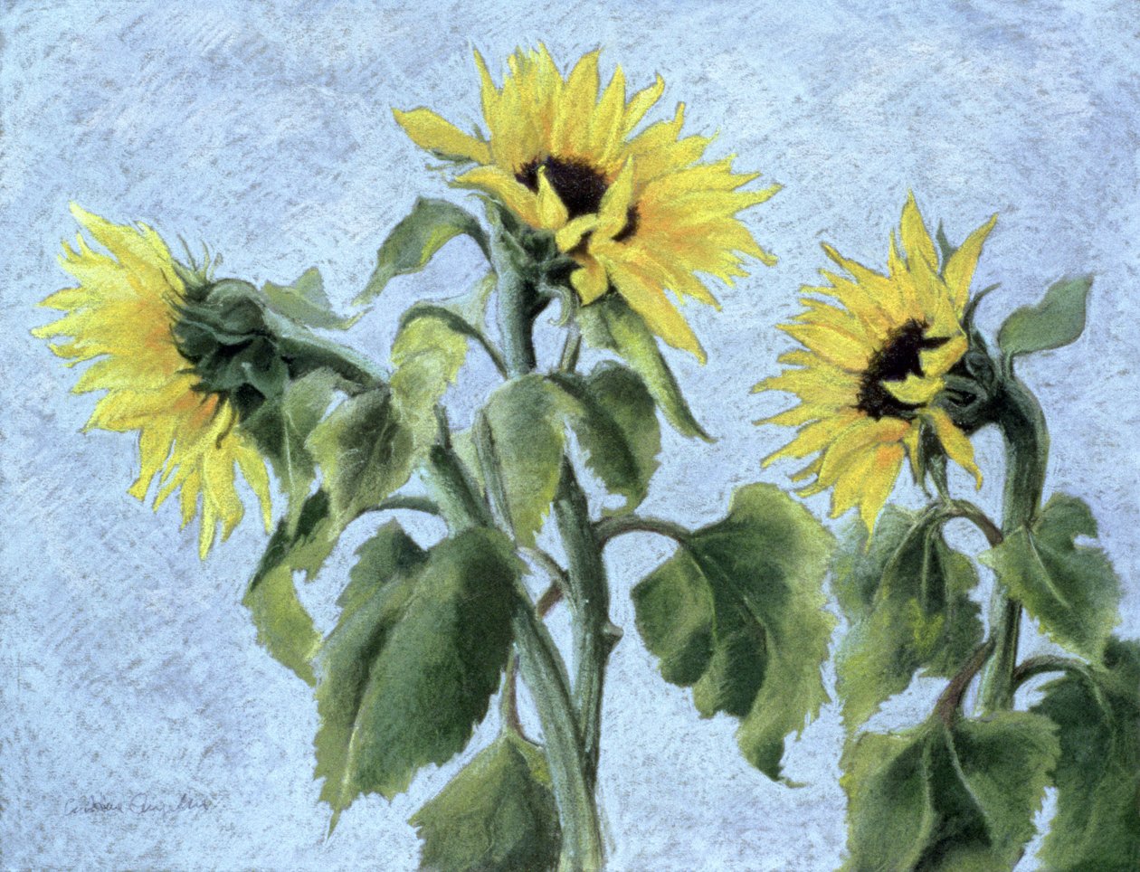 Girasoli, 1996 da Cristiana Angelini
