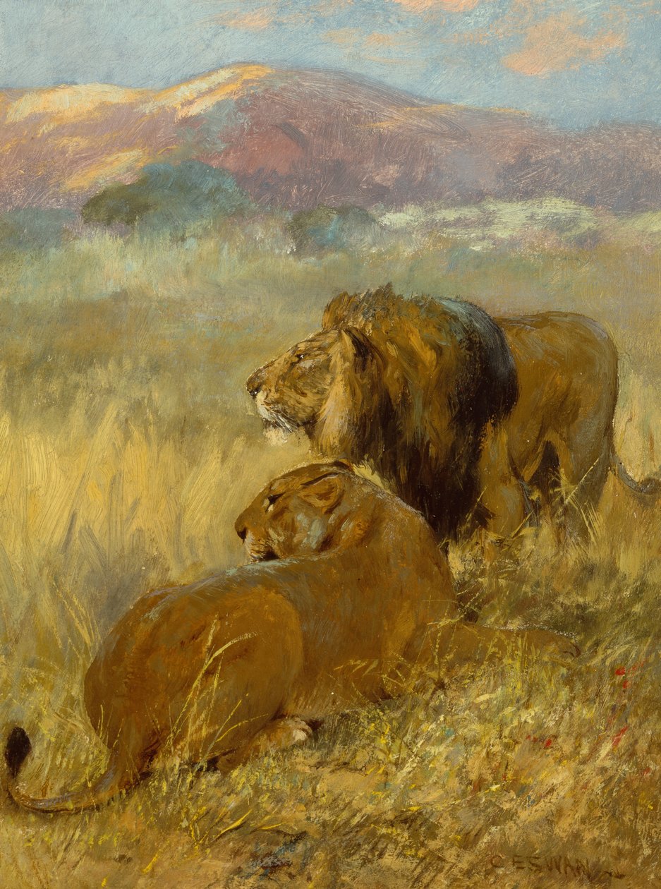 Un leone e una leonessa che proteggono il loro territorio (olio su tavola) da Cuthbert Edmund Swan