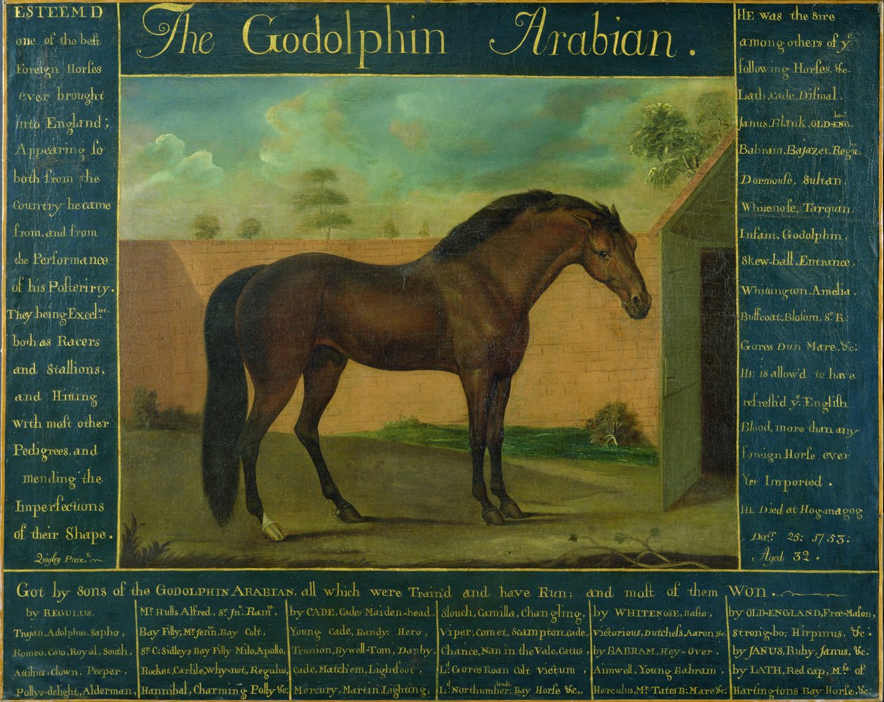 Il Godolphin Arabian da D. Quigley