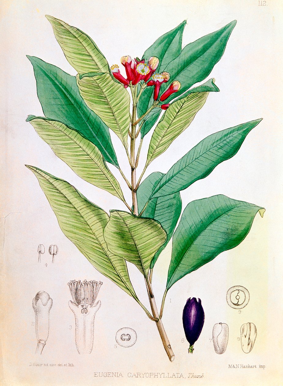 Chiodo di garofano, bocciolo di fiore di Syzygium aromaticum Eugenia carophyllata da D Blair