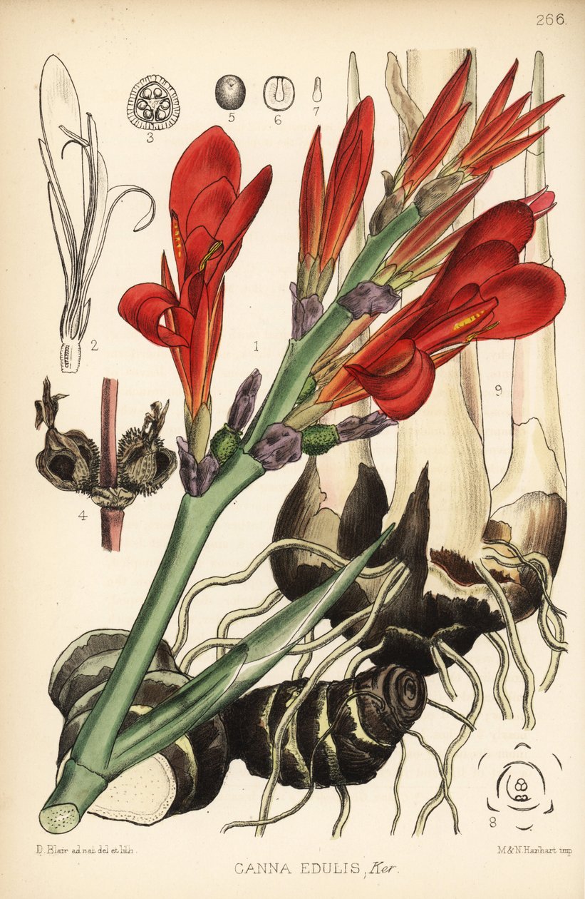 Canna indica. Litografia colorata a mano di Hanhart da un
