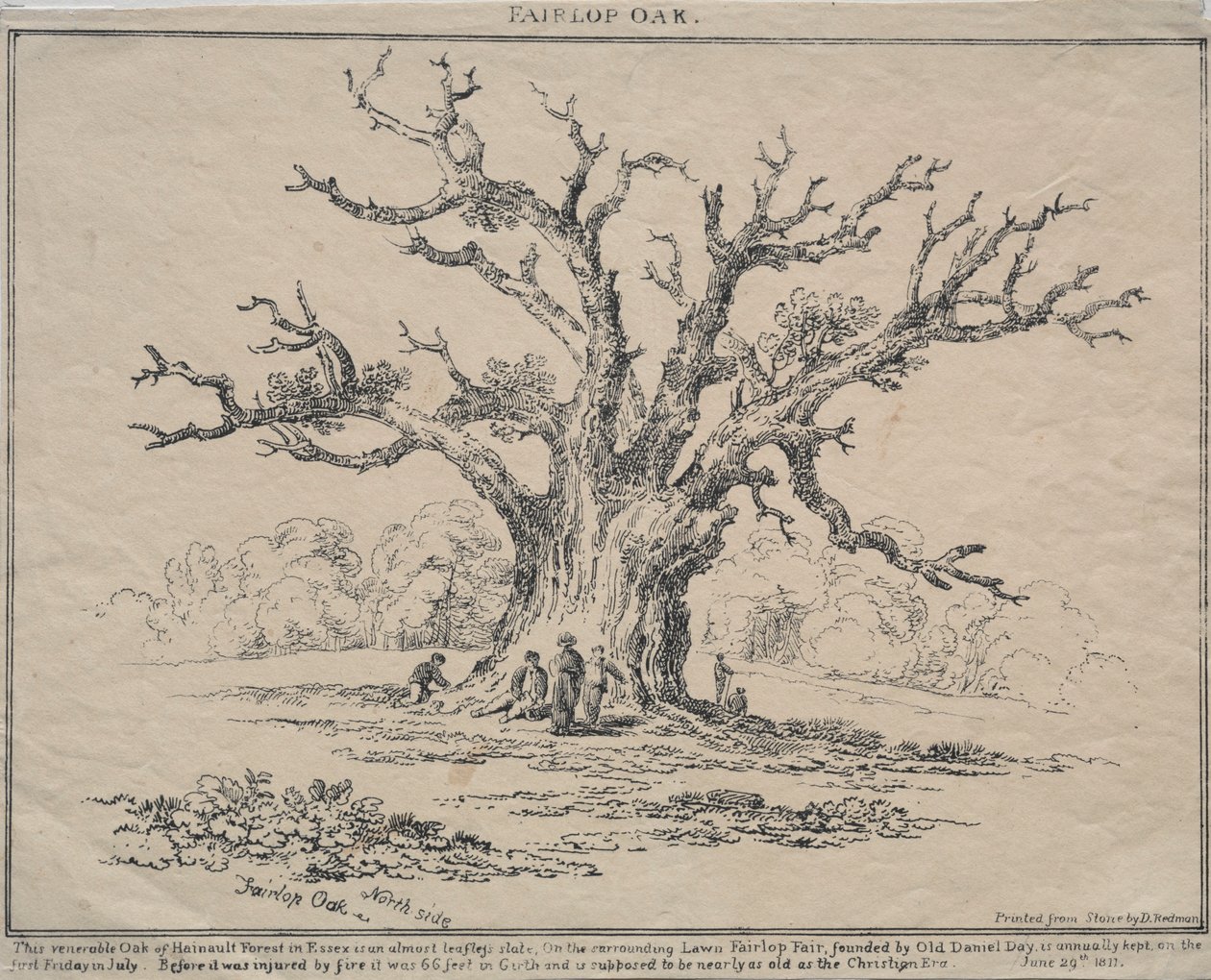 Fairlop Oak, 1811 da D. H. Redman