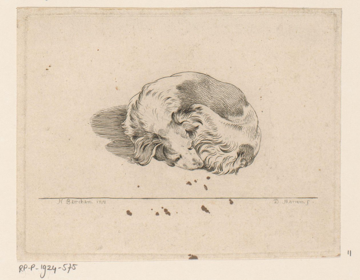 Cagnolino che dorme da D. Merrem