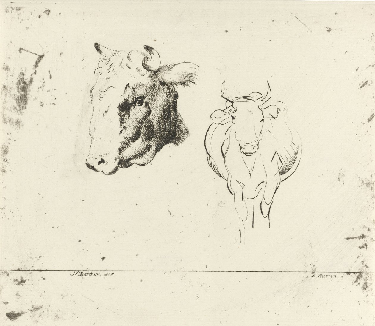Foglio di studio con una testa di mucca e una mucca vista di fronte da D. Merrem