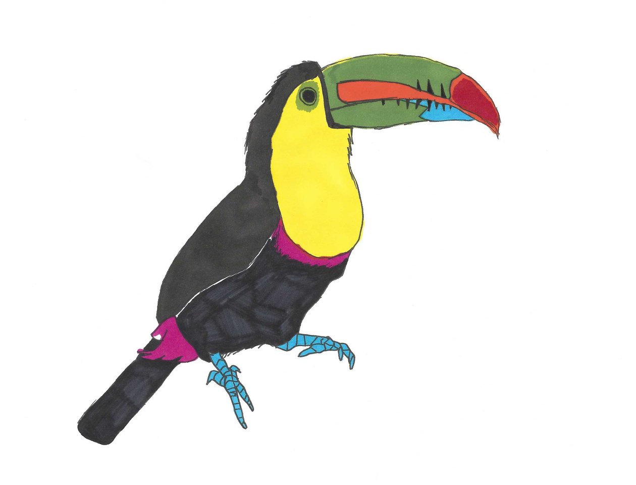 Tucano, 2024 (penna su carta con Photoshop) da Daisy de Villeneuve