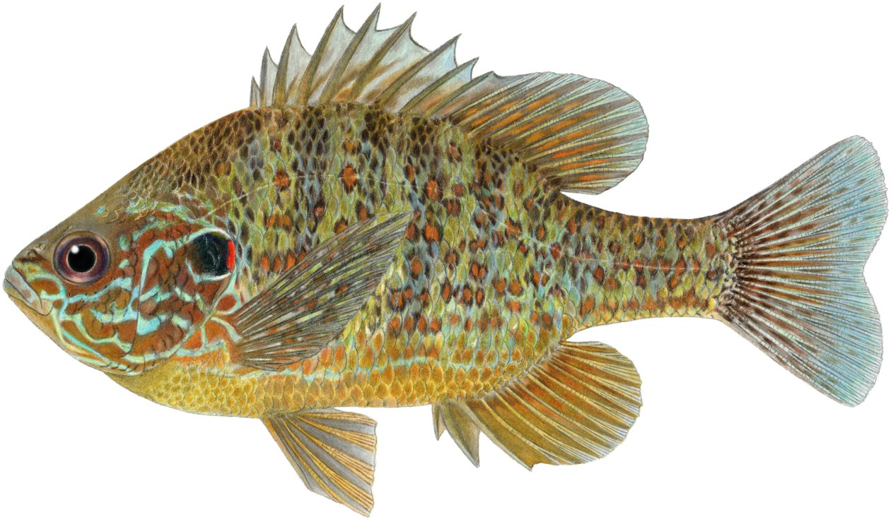 Pesce sole zucca da Damstra Emily