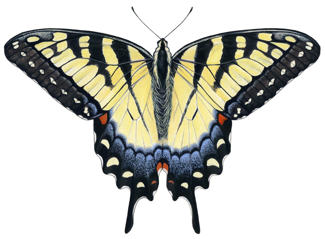 Farfalla Tiger Swallowtail da Damstra Emily