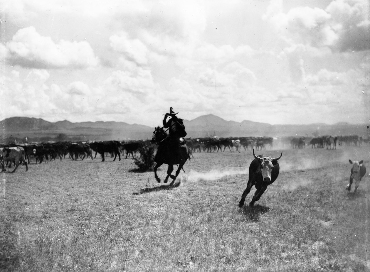 Raguero che taglia una mucca dal branco da Dane Coolidge