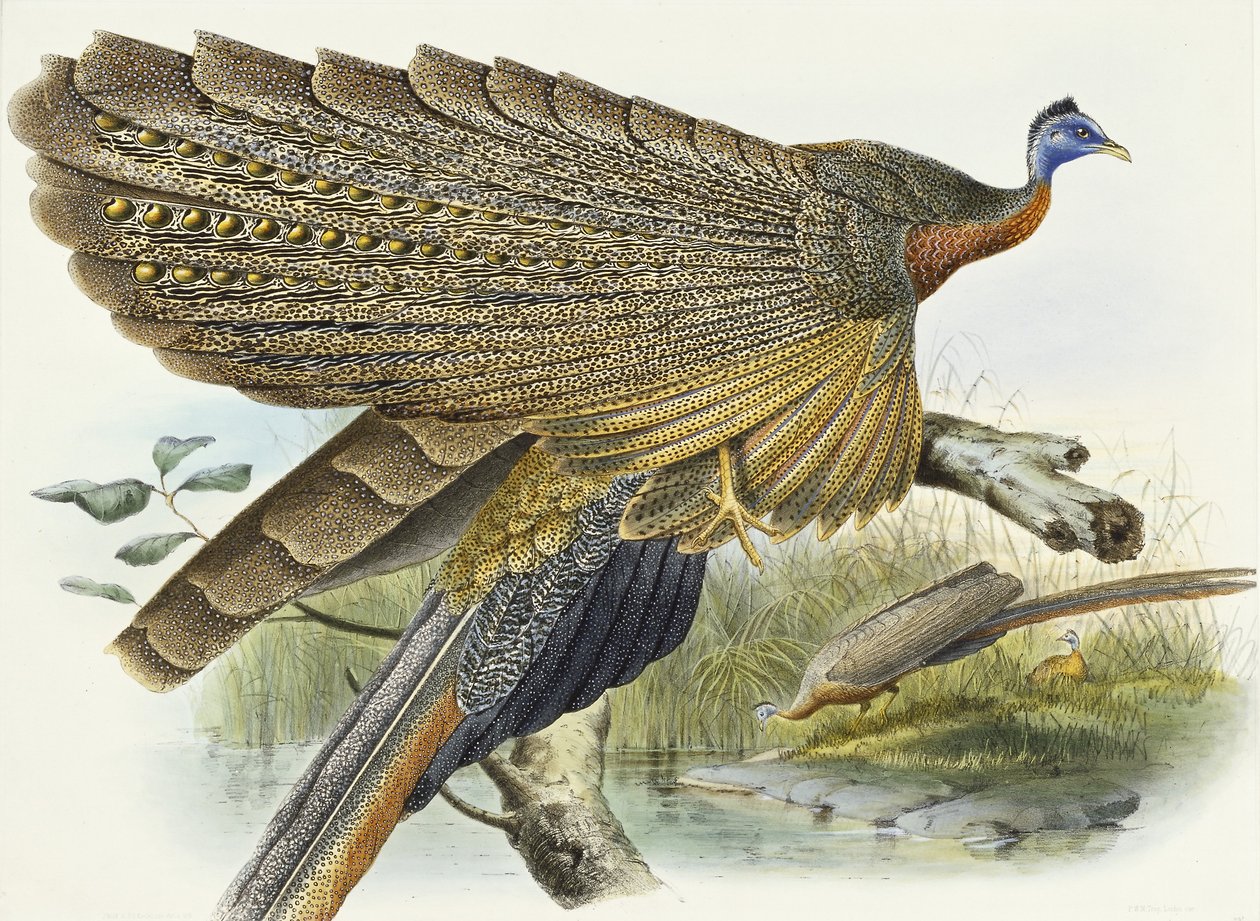 Phadianidae. Argusianus Grayli, 1870-1872 da Daniel Giraud Elliot