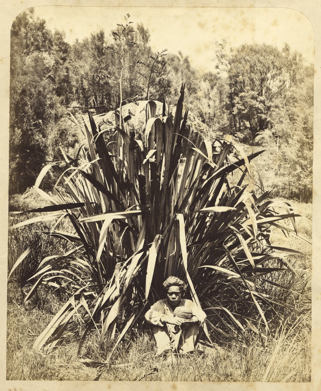 Studio di un cespuglio di lino con un ragazzo nativo sul fiume Wairere, 1869 da Daniel Louis Mundy