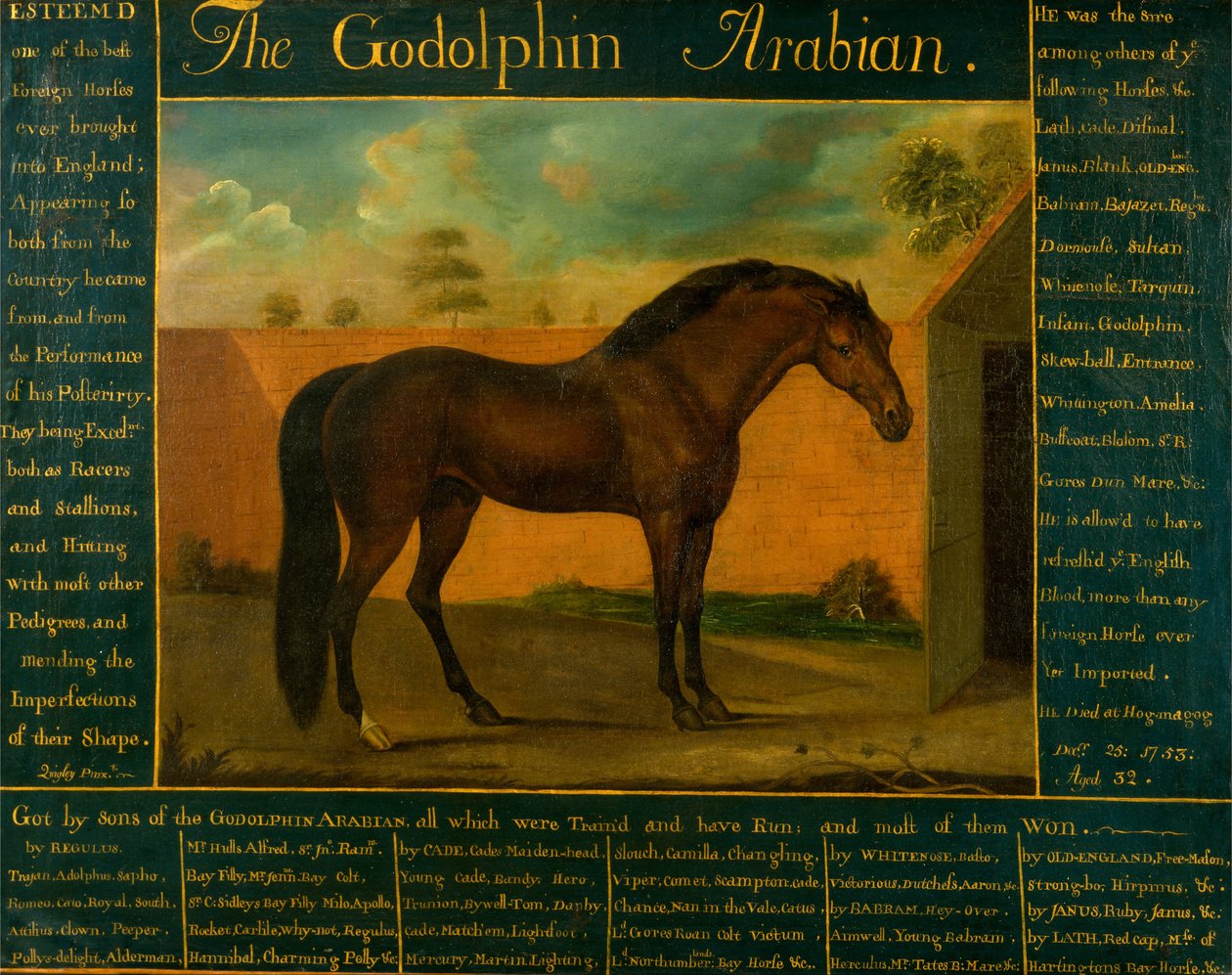 Il Godolphin Arabian da Daniel Quigley