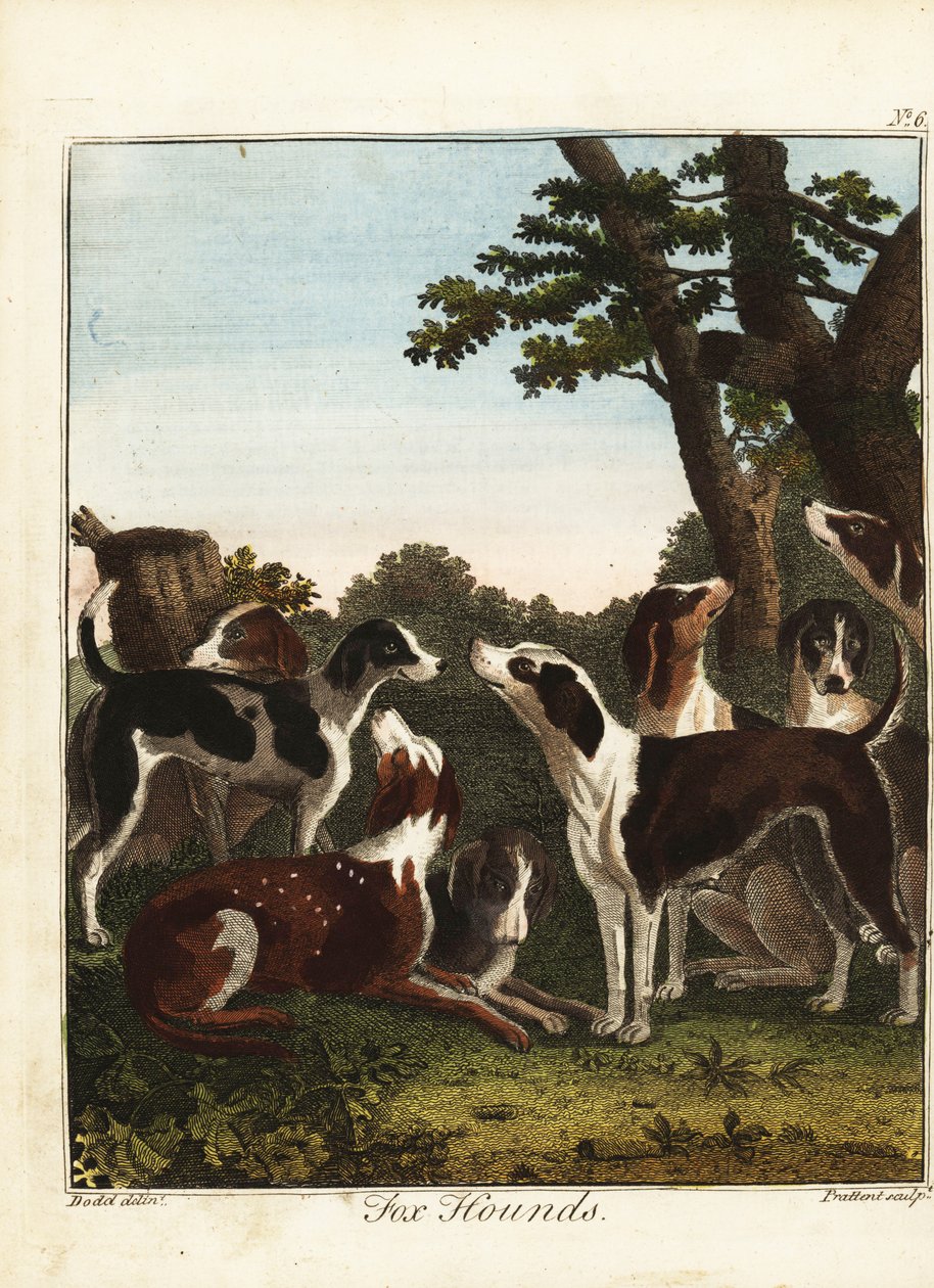 Un branco di cani da caccia prima di una battuta da Daniel (after) Dodd