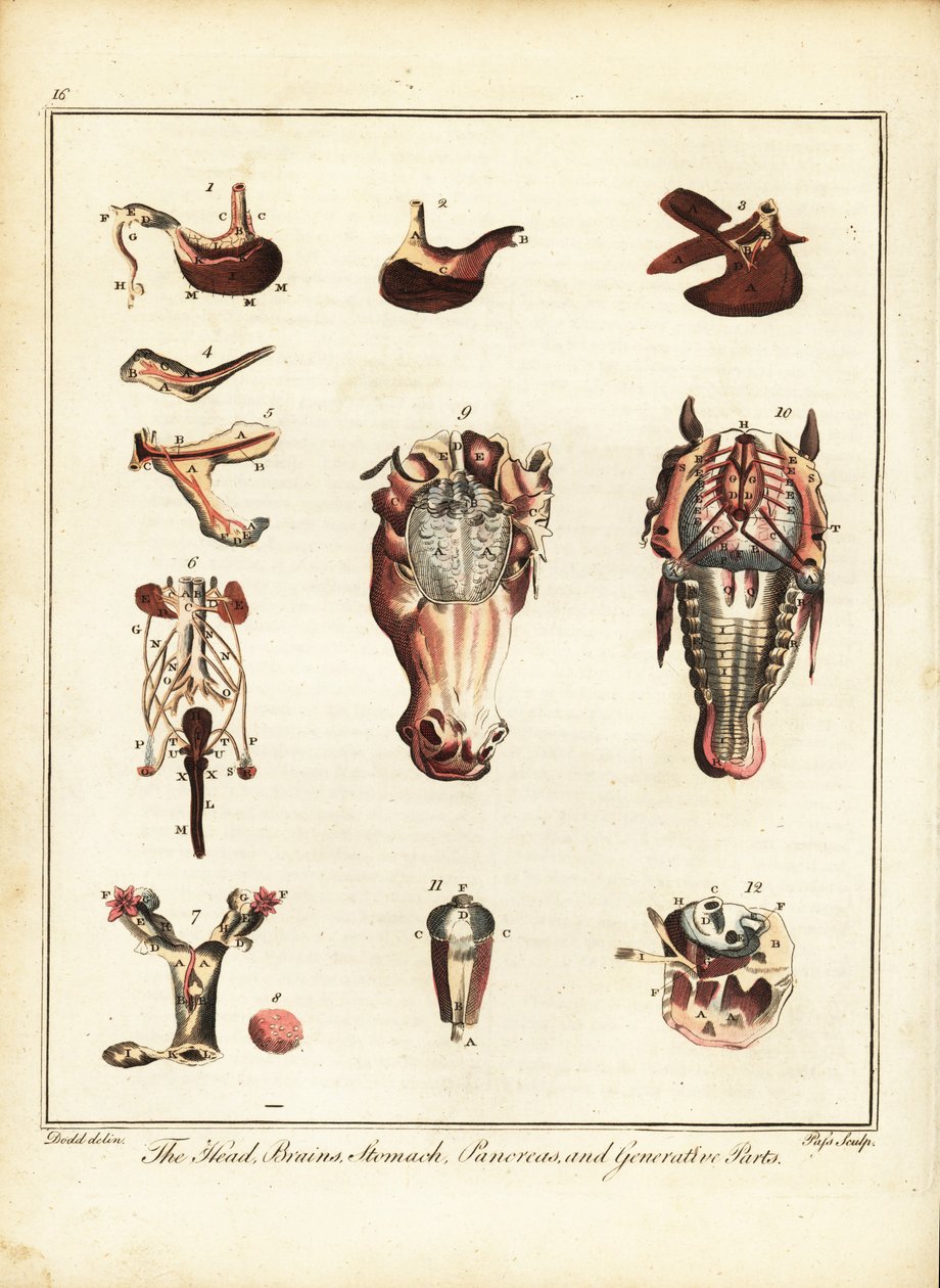 Anatomia di un cavallo. 1792 (incisione) da Daniel (after) Dodd