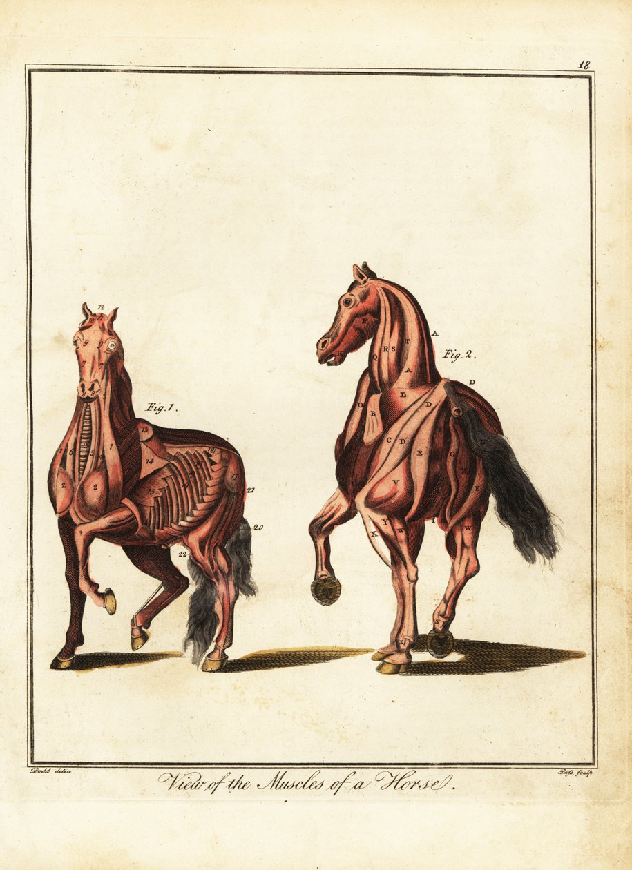 Muscolatura di un cavallo. 1792 (incisione) da Daniel (after) Dodd