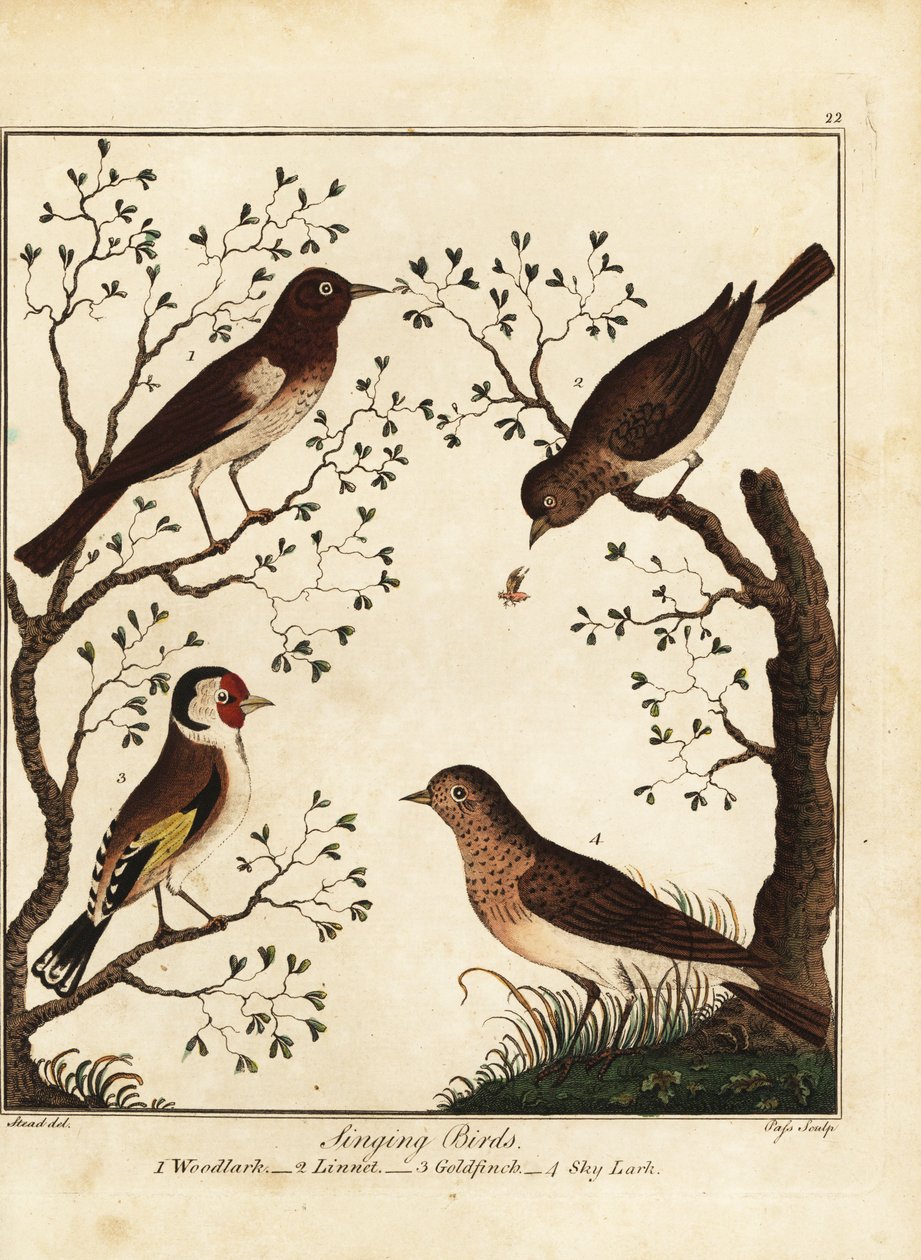 Uccelli canori: allodola, fanello, cardellino, allodola. 1792 (incisione) da Daniel (after) Dodd