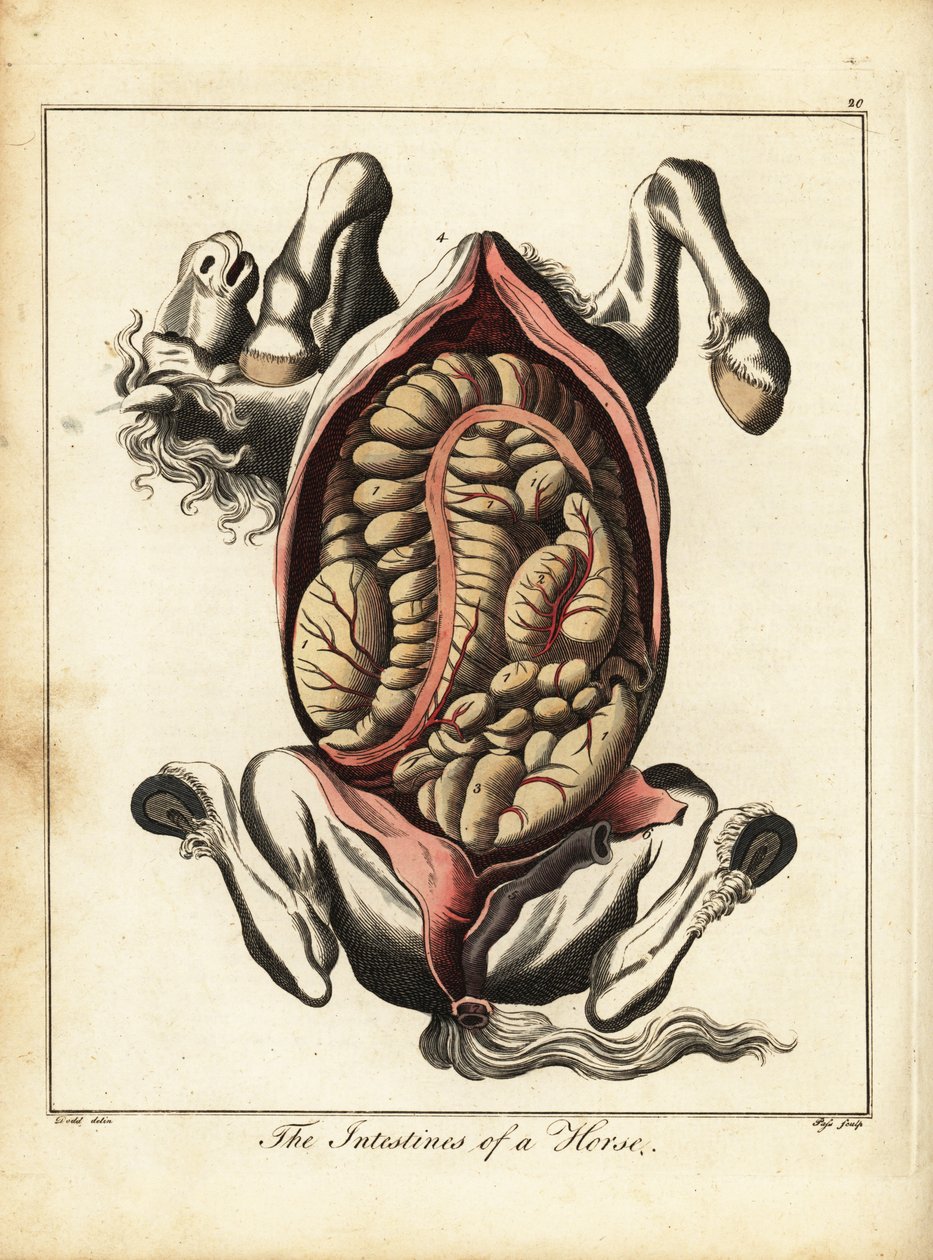 Gli intestini di un cavallo. 1792 (incisione) da Daniel (after) Dodd