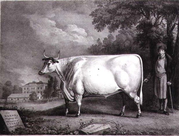 Il Barone, un premio shorthorn (La Mucca Bianca di Nannau) inciso da Charles Joseph Hullamandel (1789-1850) 1824 da Daniel Clowes