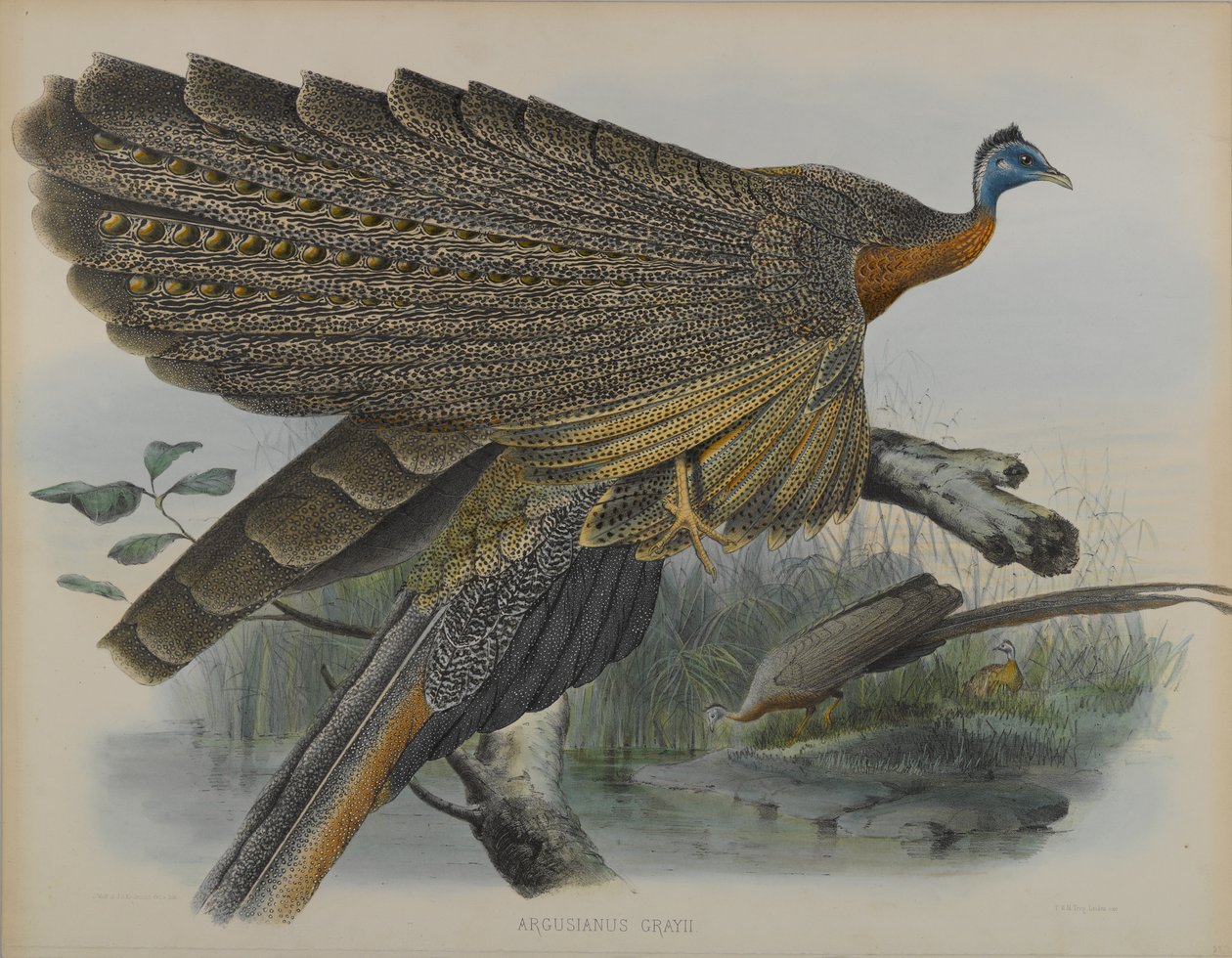 Argusianus Grayii da Daniel Giraud and Gould John Elliott
