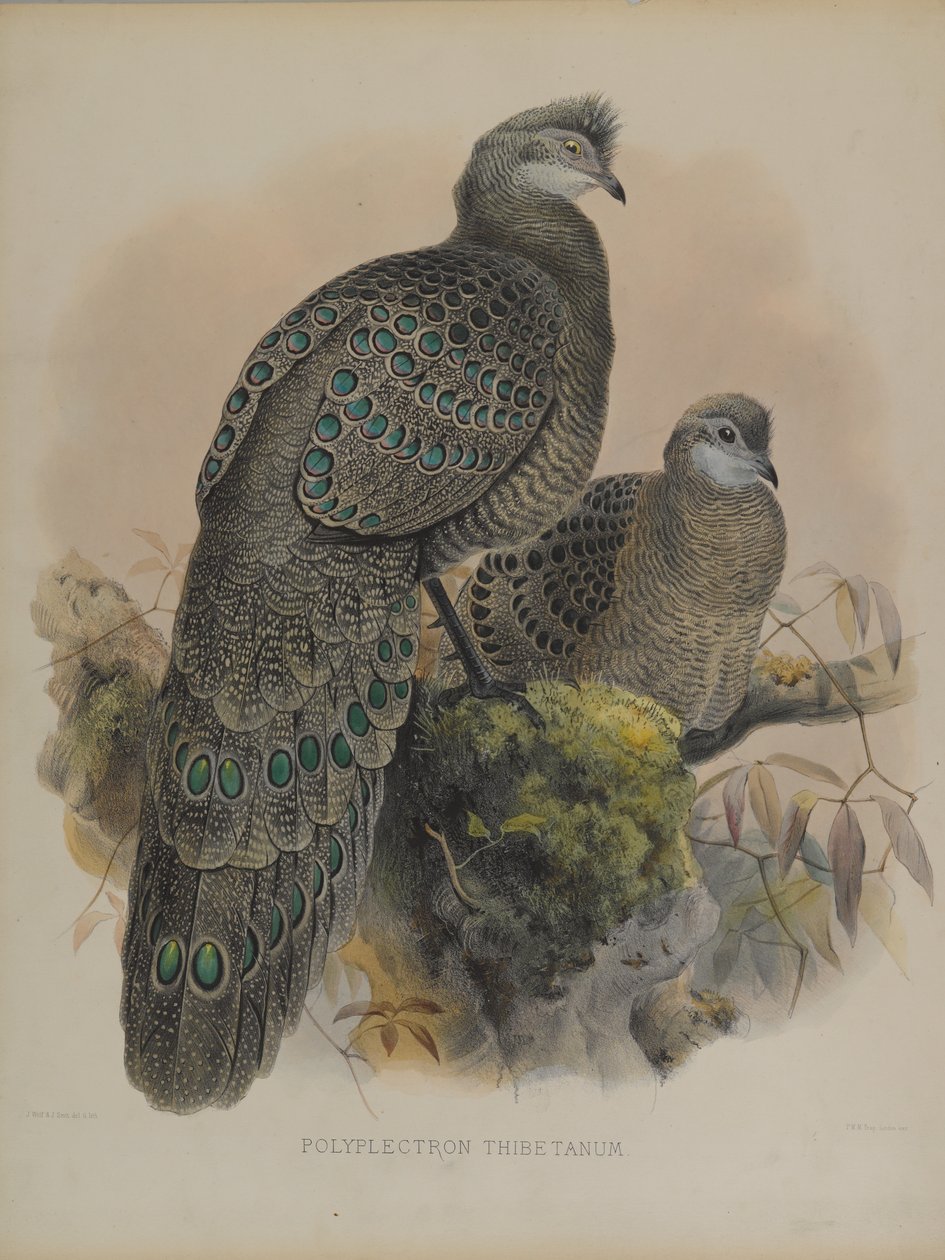Polyplectron Tibetanum da Daniel Giraud and Gould John Elliott