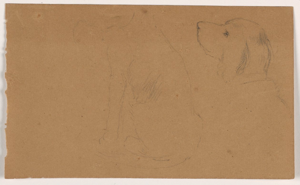 Disegno, Dash (un Setter), testa e corpo, 1862 ca. da Daniel Huntington