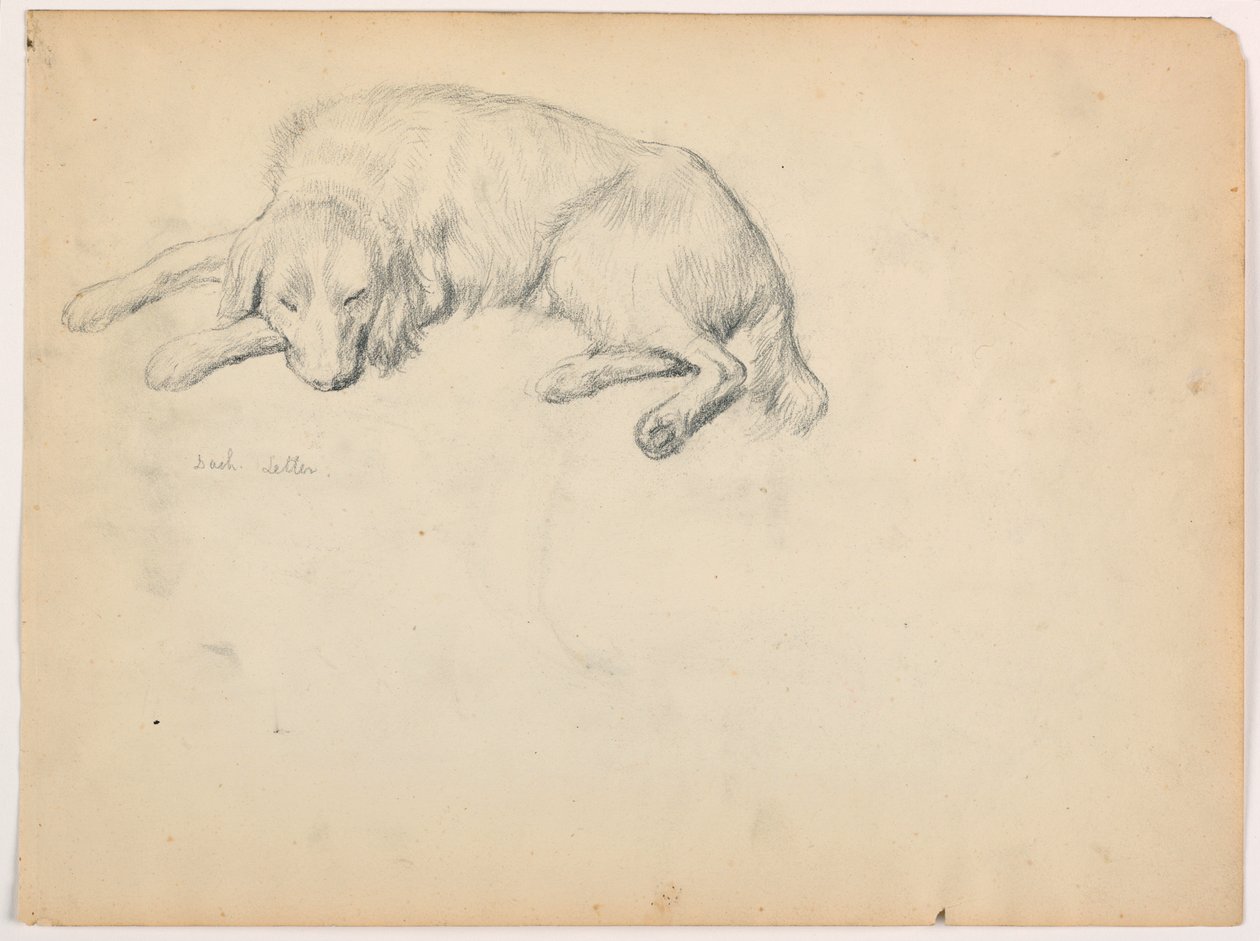 Disegno, Dash (un Setter), 1862 ca. da Daniel Huntington