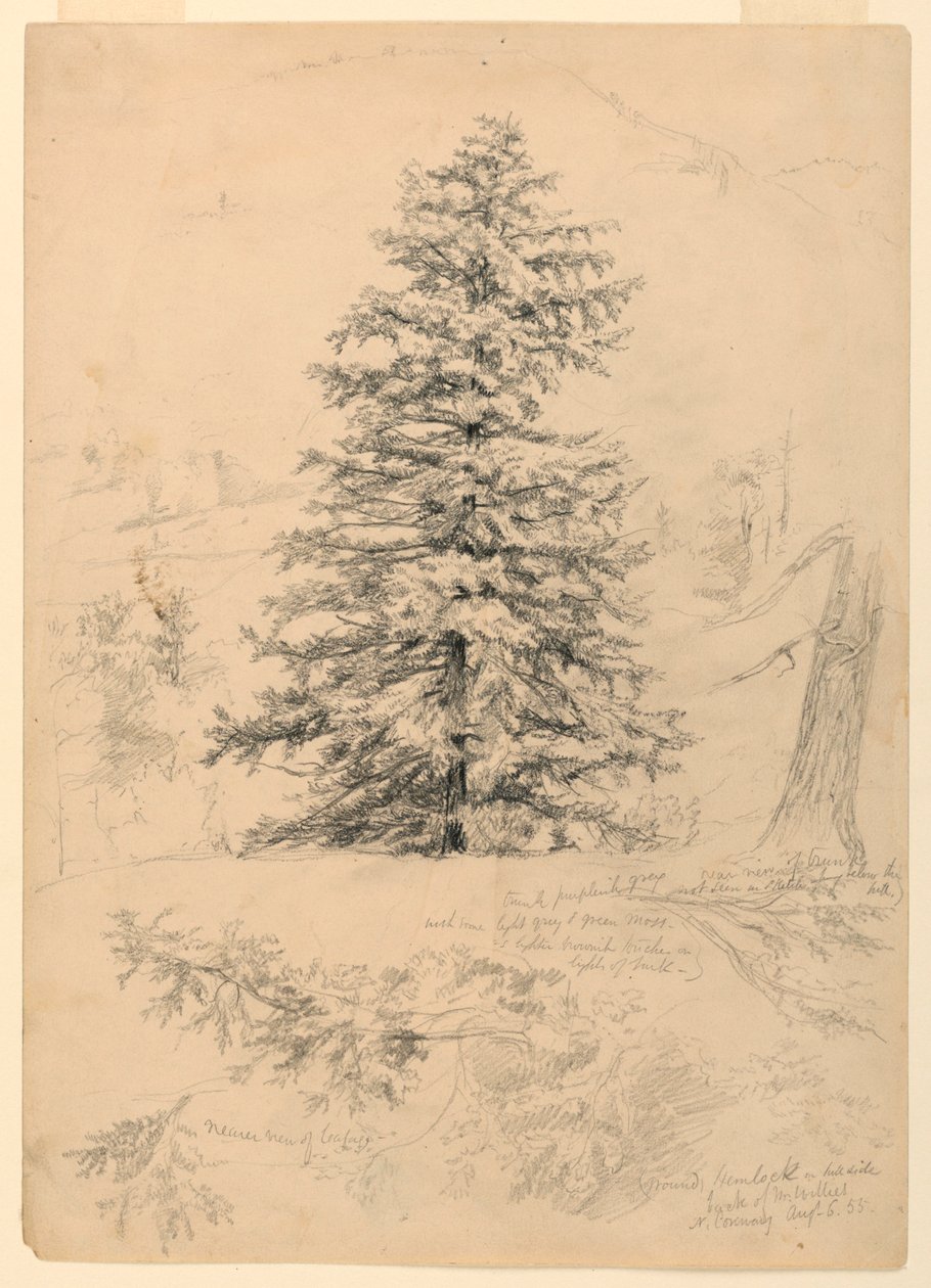 Disegno, Studio di una cicuta, North Conway, New Hampshire, 6 agosto 1855 da Daniel Huntington