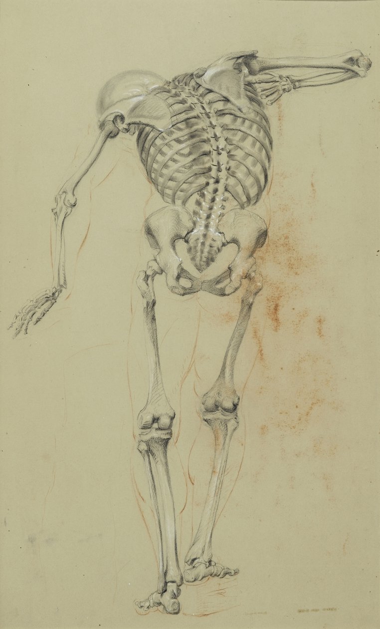 Studio di scheletro, c.1848 da Daniel Huntington