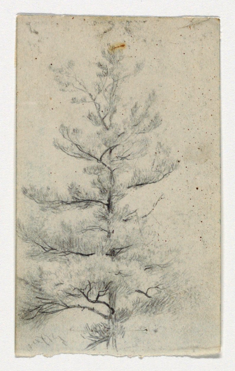 Schizzo di un albero da Daniel Huntington