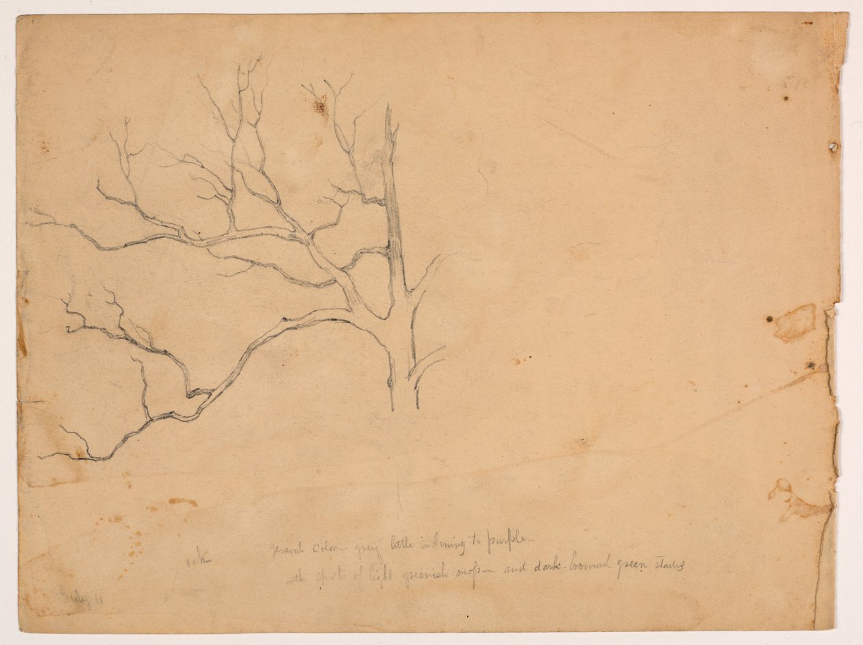 Studio di una Quercia Morta da Daniel Huntington